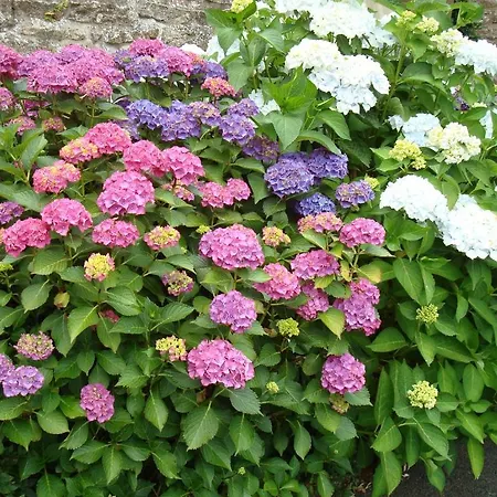 Alojamento de Acomodação e Pequeno-almoço Le Clos Des Hortensias